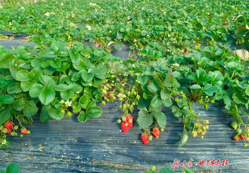 静宁：草莓红 日子甜