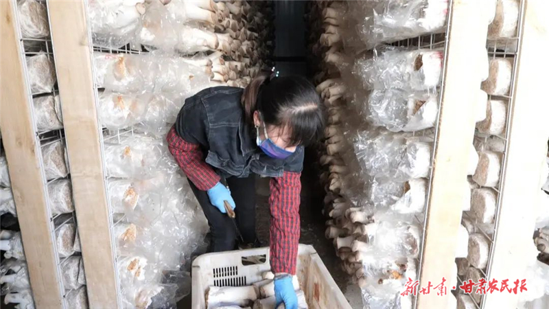 永昌县：设施农业助力农闲时节变身&ldquo;丰收季&rdquo;