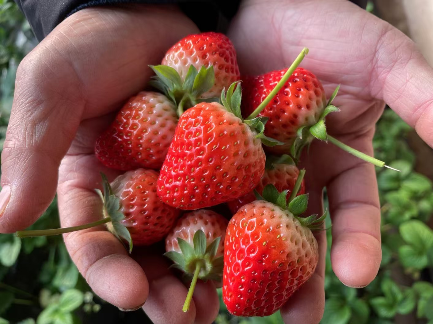 泾川：冬季大棚采摘热