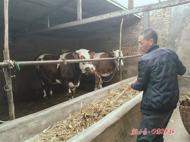 崆峒区：黄土地上牛业强