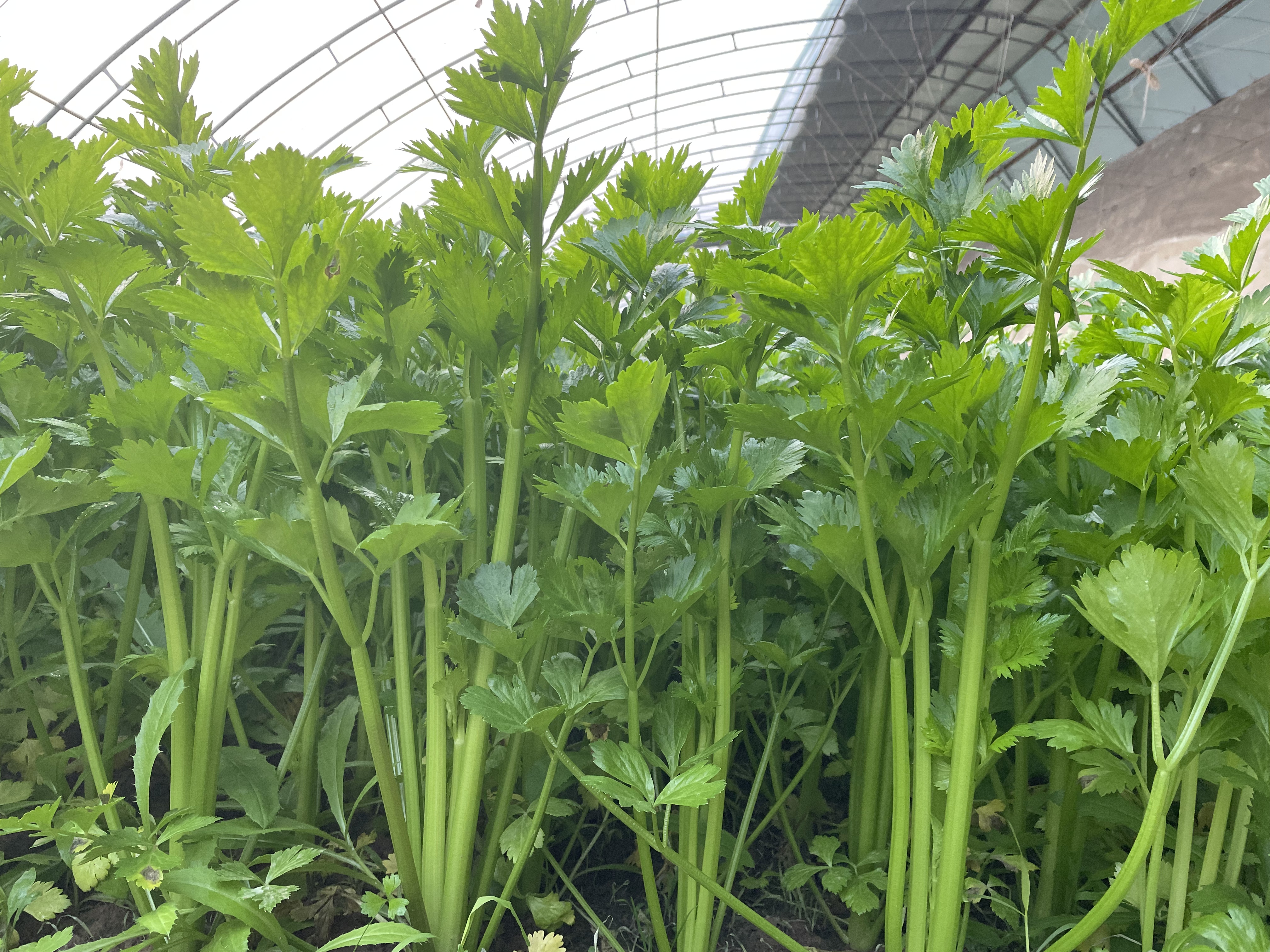 泾川：护好耕地 夯实粮仓