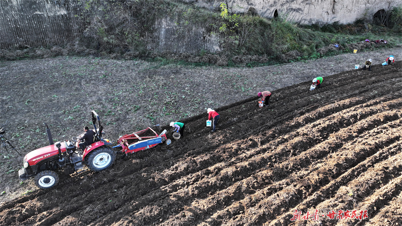 庄浪：药材生“金”致富忙
