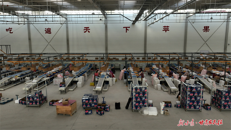 静宁：“链”通苹果产业链 提质增效助振兴