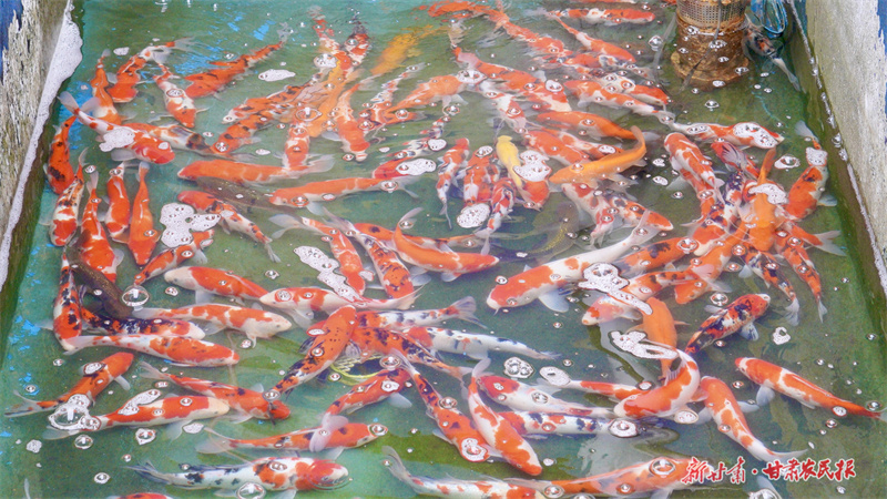 静宁：“鱼莓共生”构建农业生态循环新模式