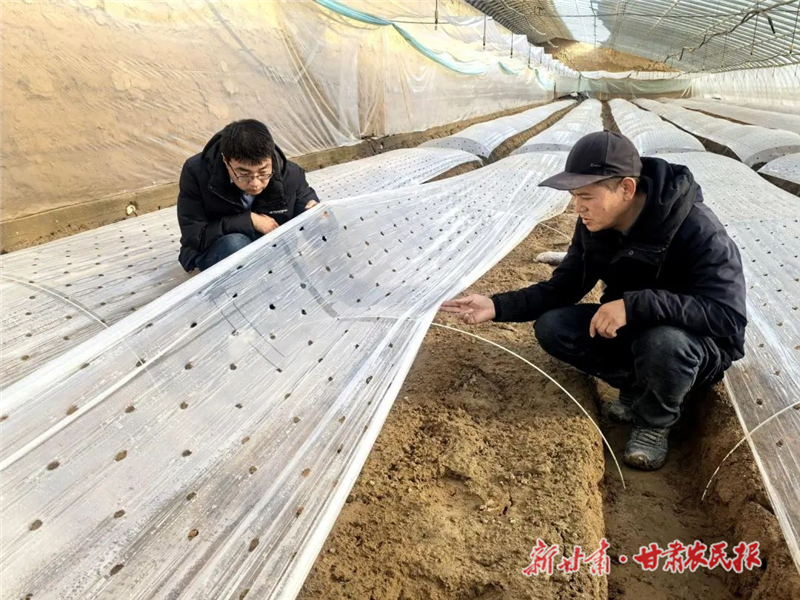 民勤：种植羊肚菌 &ldquo;冬闲田&rdquo;变&ldquo;致富田&rdquo;