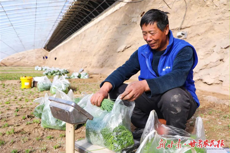 民勤沙葱“四季鲜”