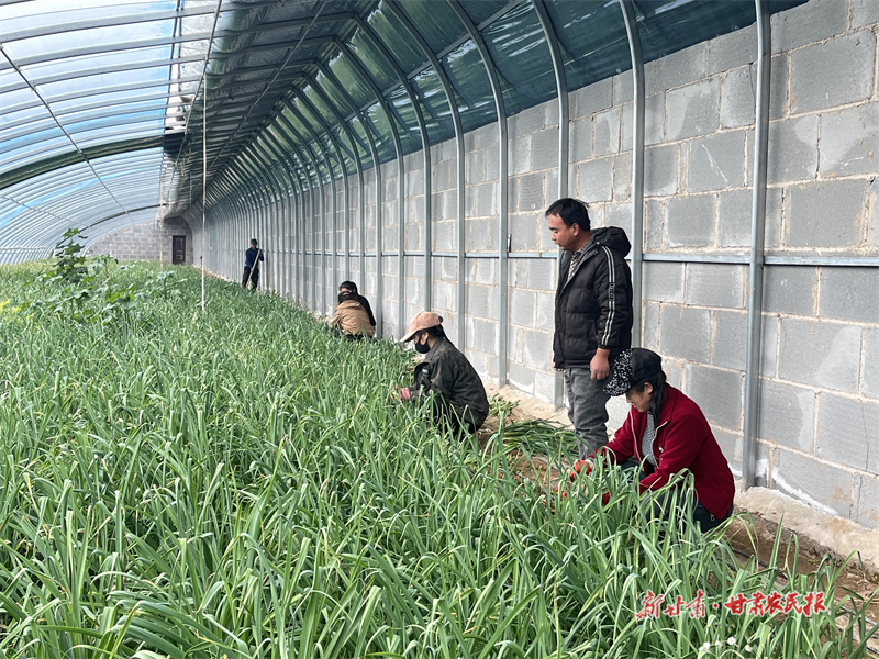 庄浪：温室大棚&ldquo;绿意浓&rdquo;