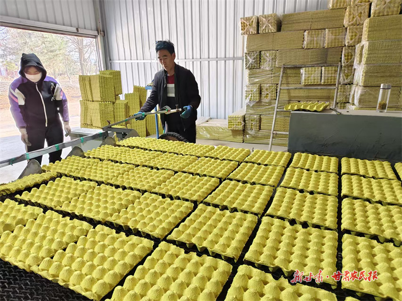 泾川：创新合作模式，蛋盘产业升级助增收