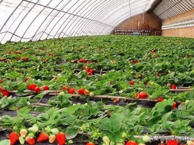 冬季栽培大棚草莓 温度是关键
