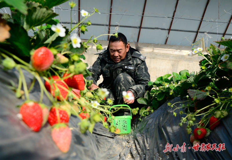 西和优质农产品畅销各地