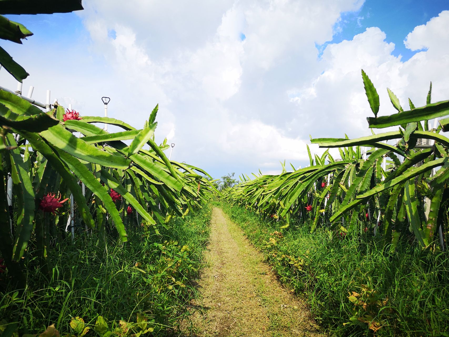 火龙果冬季管理注意这几点