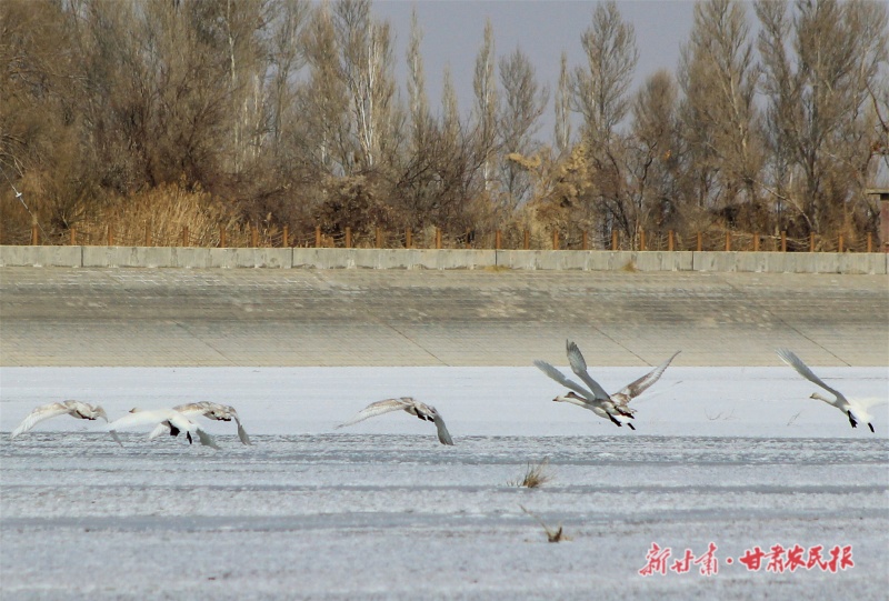 敦煌市阳关镇黄水坝渥洼池