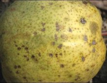 梨黑斑病的危害及防治方法
