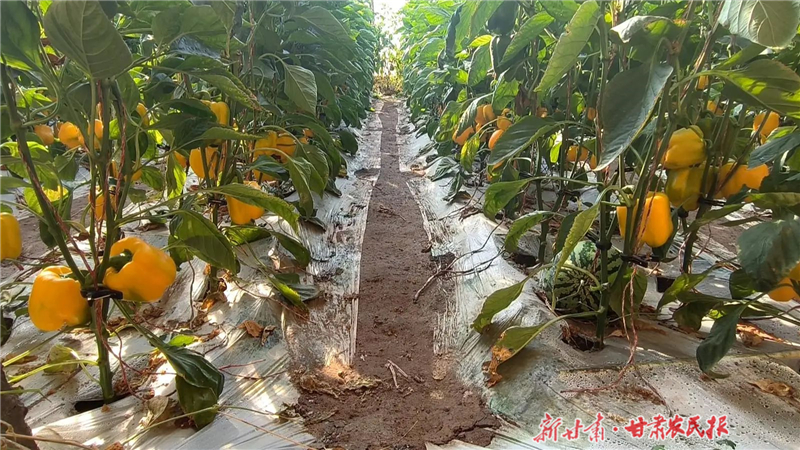 永昌县：辣椒&ldquo;种&rdquo;出红火的日子