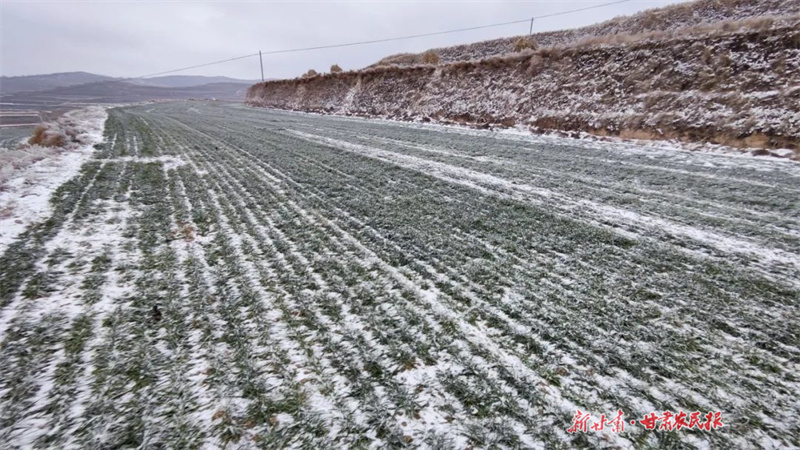 静宁：精耕沃野 夯实粮食根基