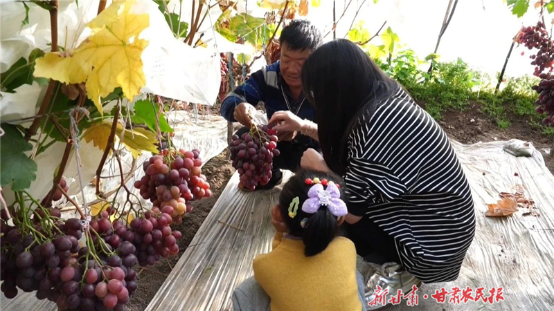天祝：红大村的葡萄熟了