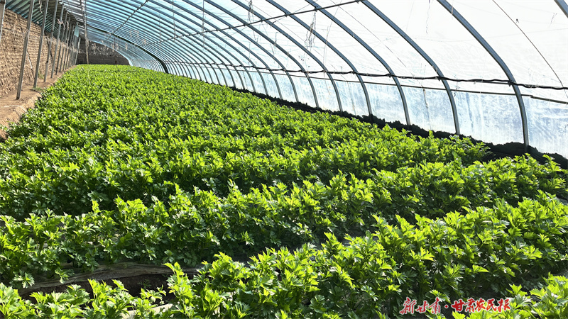 崆峒区：设施蔬菜产业 乡村振兴的“绿色支柱”