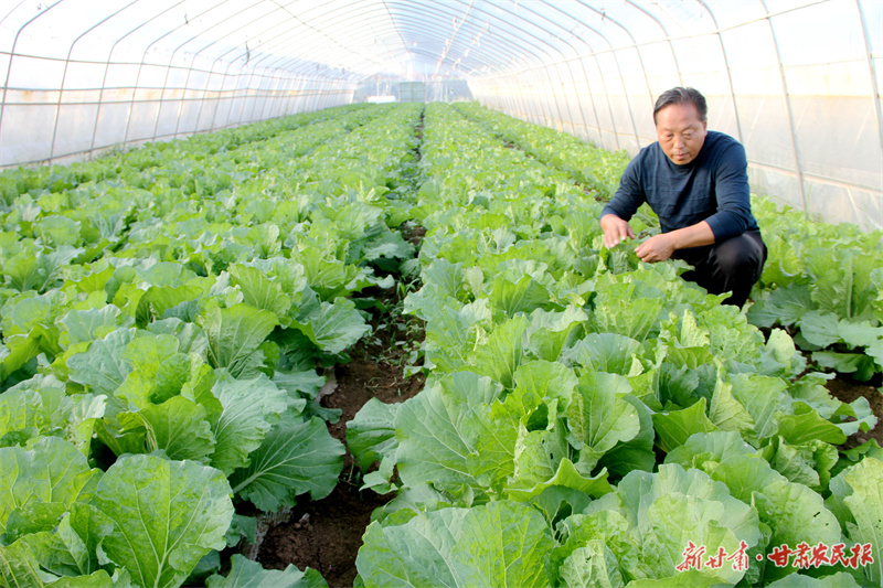 华亭：设施蔬菜产业助力村强民富