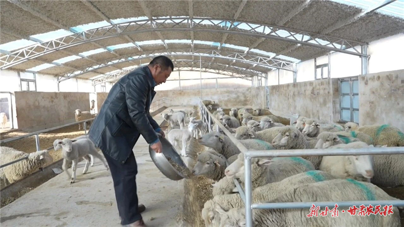 天祝：天华肉羊铺就致富路