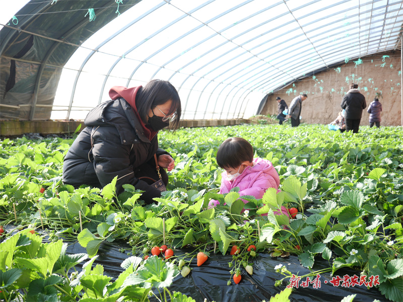 崇信：冬季采摘经济增长旺