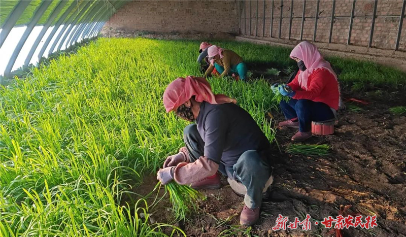 抢“鲜”上市 ！“冬韭”飘香收获忙