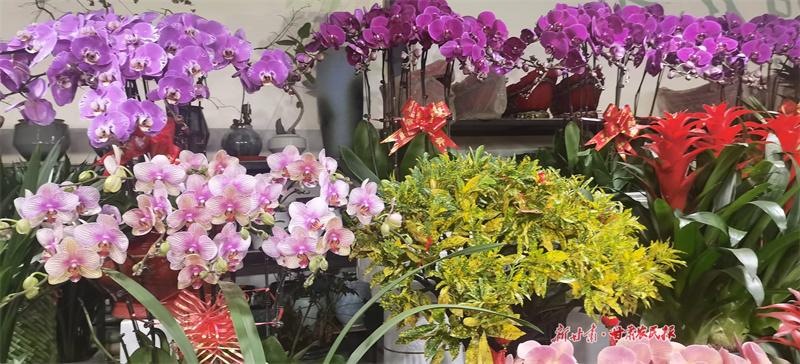 崆峒区：年宵花市红火开启