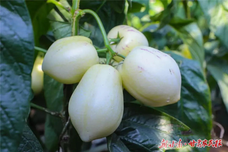 民勤：温室大棚开启致富&ldquo;新旅程&rdquo;