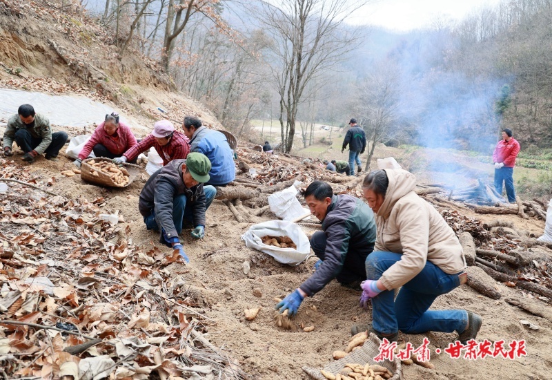 康县：天麻喜获丰收