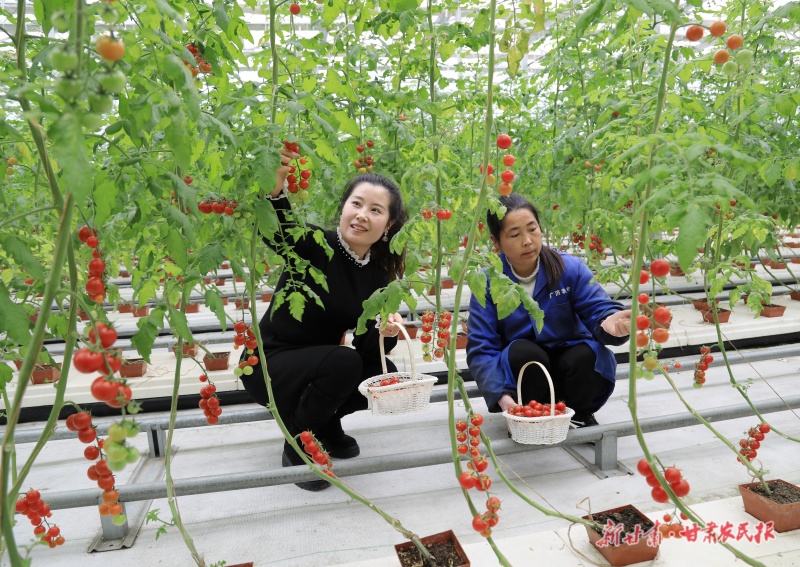 水果西红柿上市