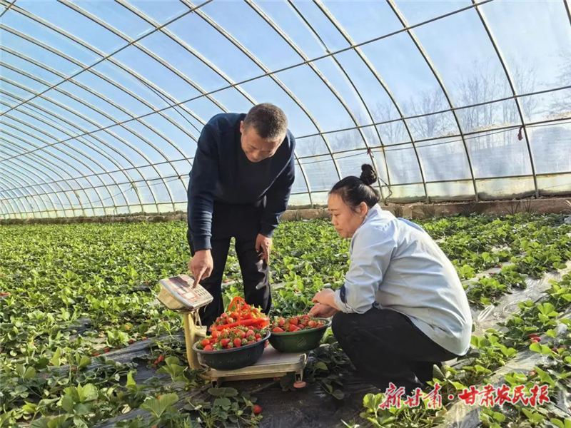民勤：草莓映红乡村振兴致富路