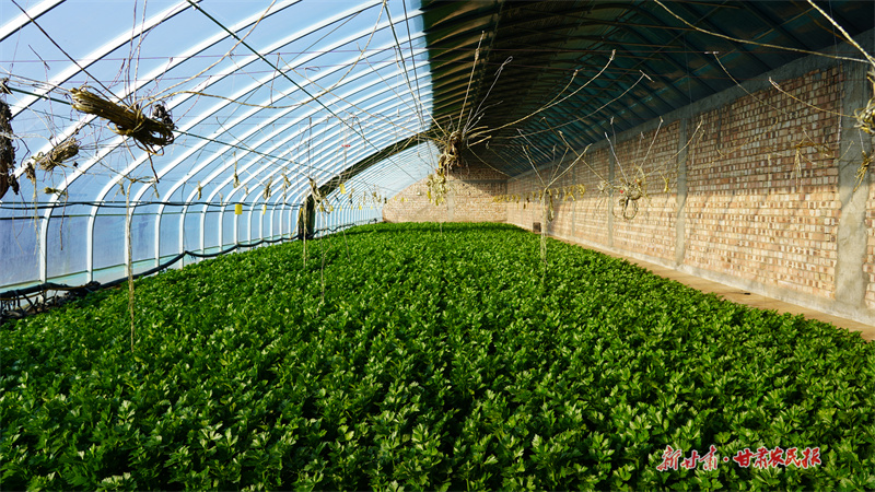 静宁：“蔬”写冬季好“丰”景