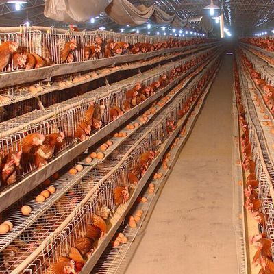 笼养蛋鸡缺钙的预防与治疗