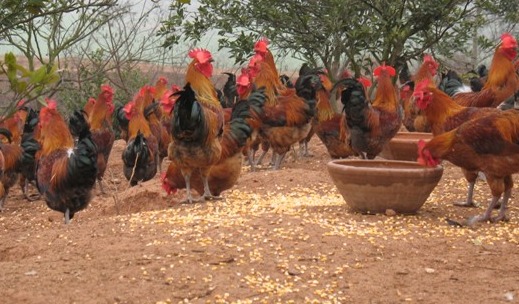 冬季养鸡，做好防寒保温是关键
