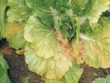 如何应对蔬菜心叶发黄