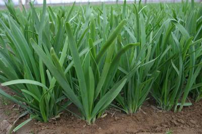 韭蛆危害根茎巧缓解