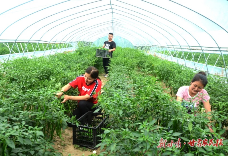 康县太石乡：“长与短”的致富密钥