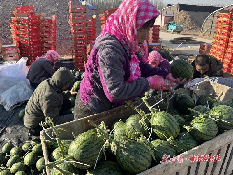 【新春走基层】一棚致富瓜