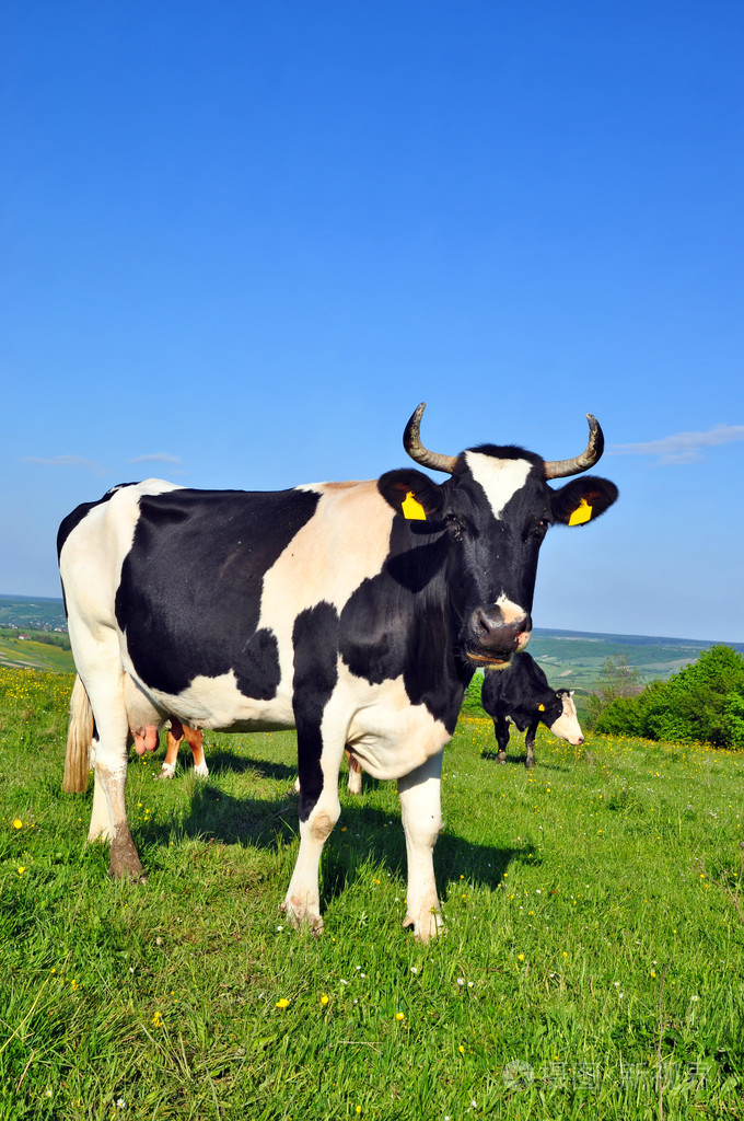 冬季谨防牛风湿病
