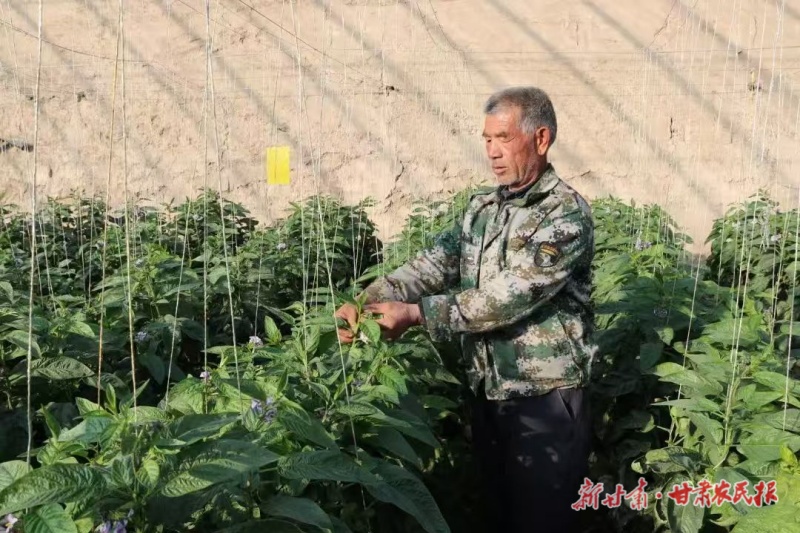 察看人参果长势