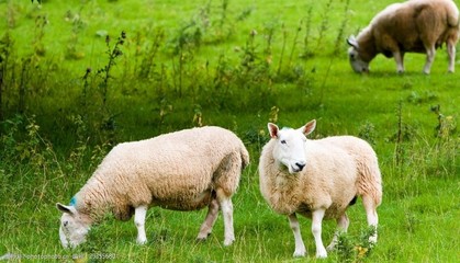 初产母羊临产期的饲养管理
