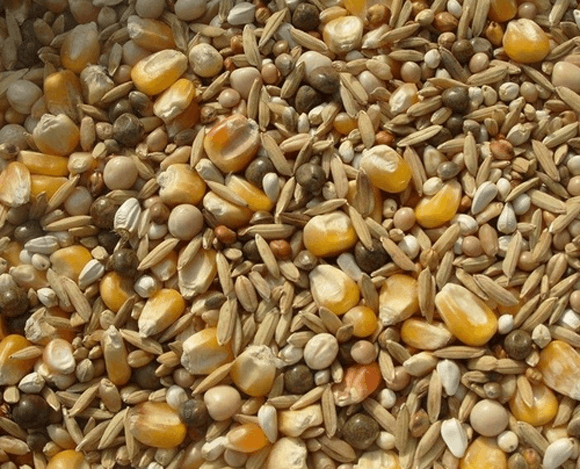 饲料中应合理使用维生素