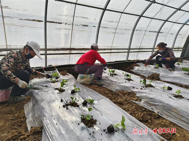【万象&ldquo;耕&rdquo;新】泾川：人勤春来早 瓜农移栽忙