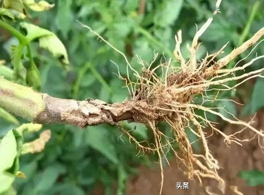 蔬菜定植后谨防烂脖根