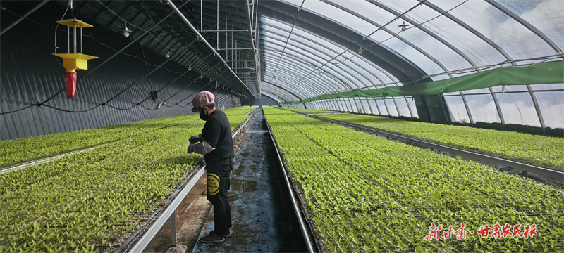 【万象“耕”新】崆峒：集约化育苗助春耕