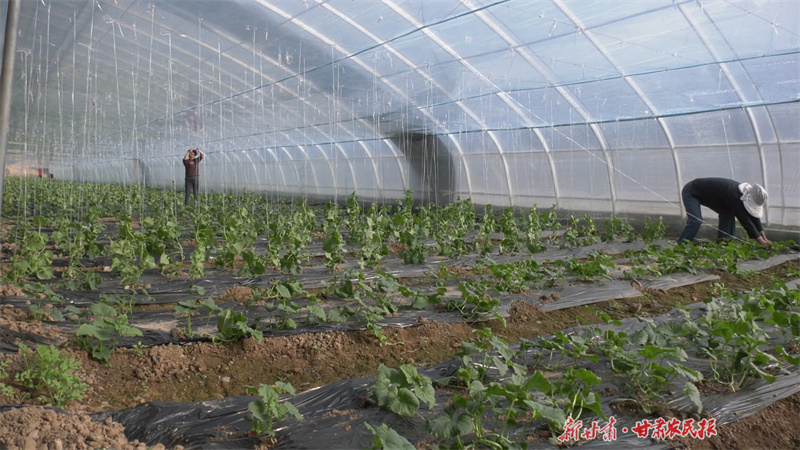 【万象“耕”新】崇信：温室绿意浓