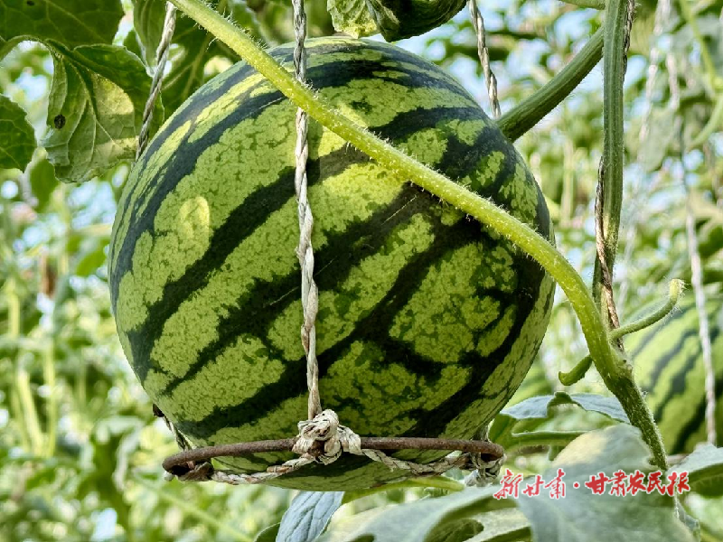 凉州区：西瓜种植有甜头 村民致富有奔头