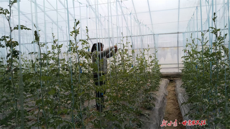 【万象“耕”新】静宁：育出致富瓜