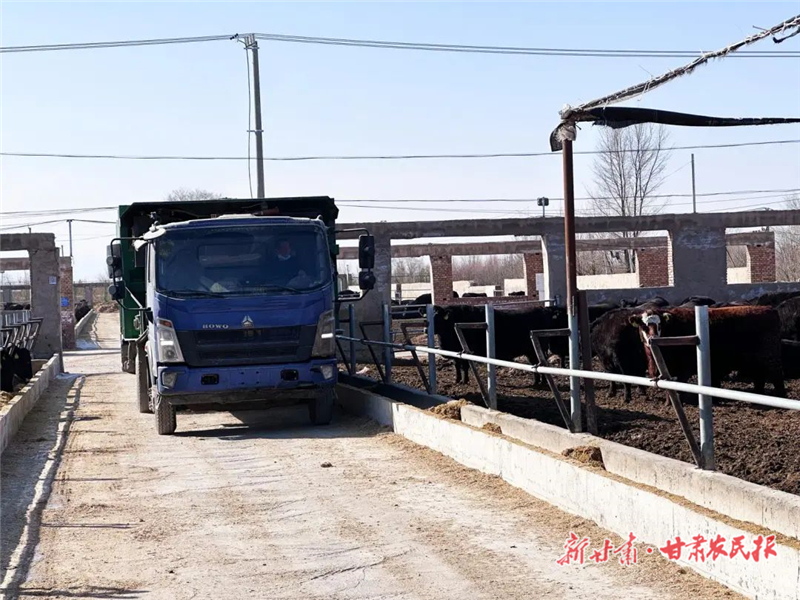 古浪：做强“牛产业”“犇”向振兴路