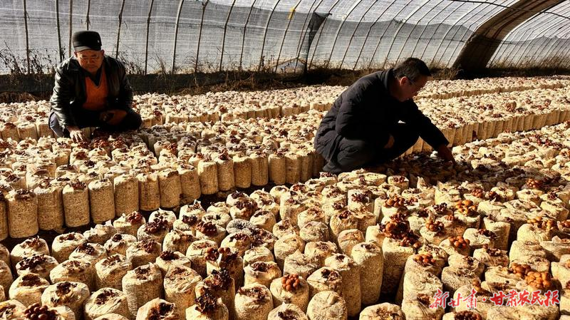 凉州区古城镇：食用菌产业为乡村振兴注入新活力