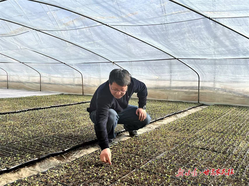 【万象“耕”新】灵台：人勤春早“育”苗忙